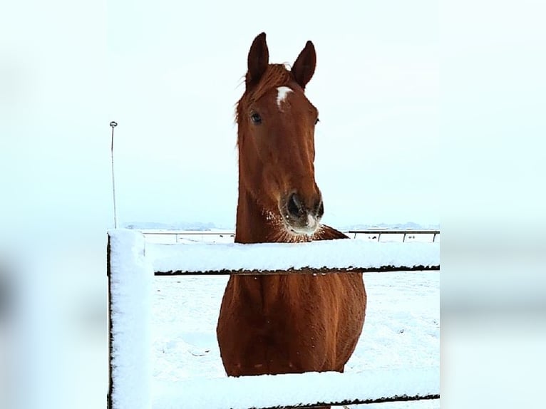 KWPN Caballo castrado 3 años 169 cm Alazán in Weesp