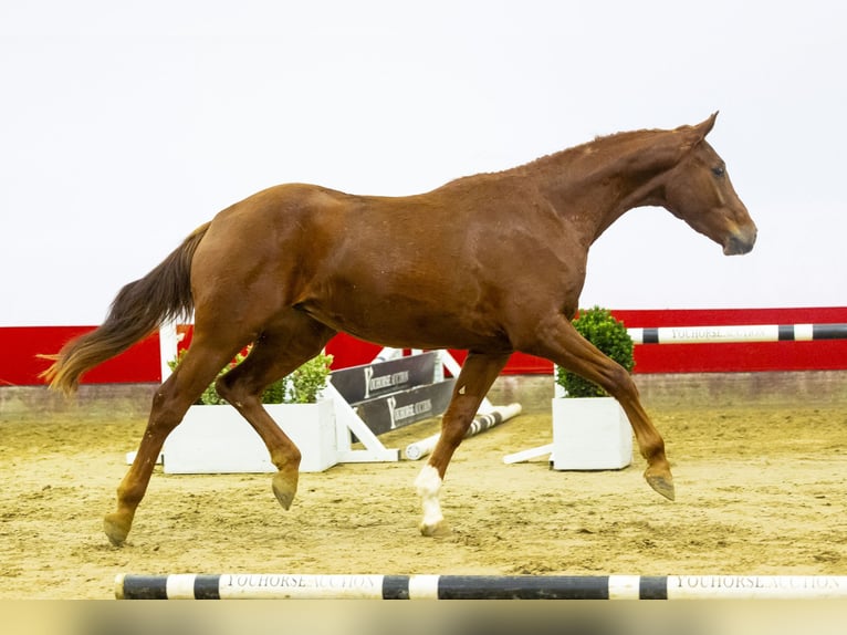 KWPN Caballo castrado 3 años 169 cm Alazán in Waddinxveen