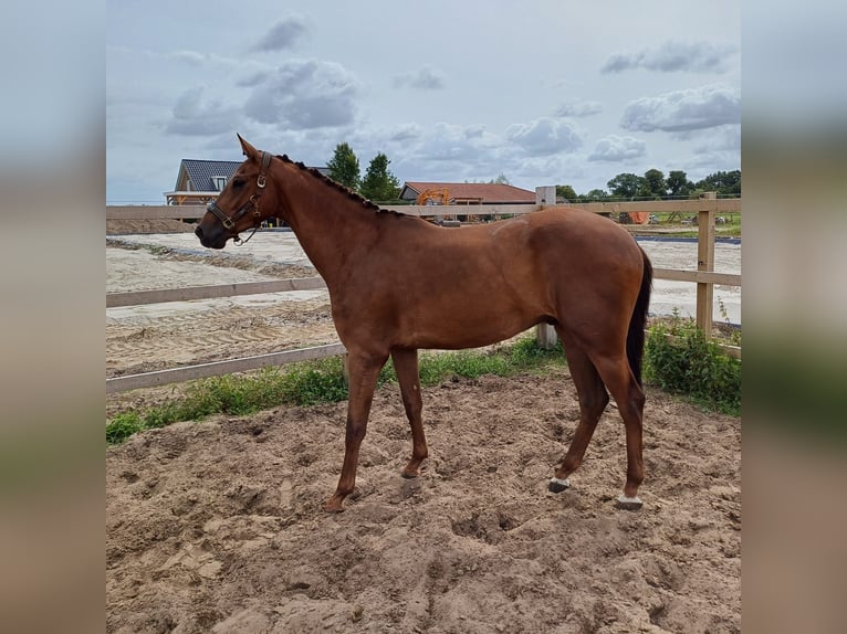 KWPN Caballo castrado 3 años 169 cm Alazán-tostado in Ommen