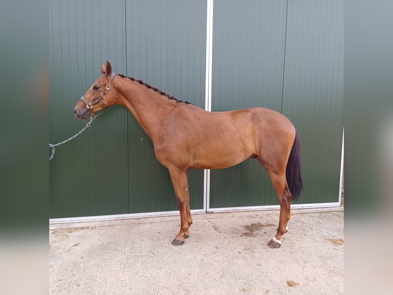 KWPN Caballo castrado 3 años 169 cm Alazán-tostado in Ommen