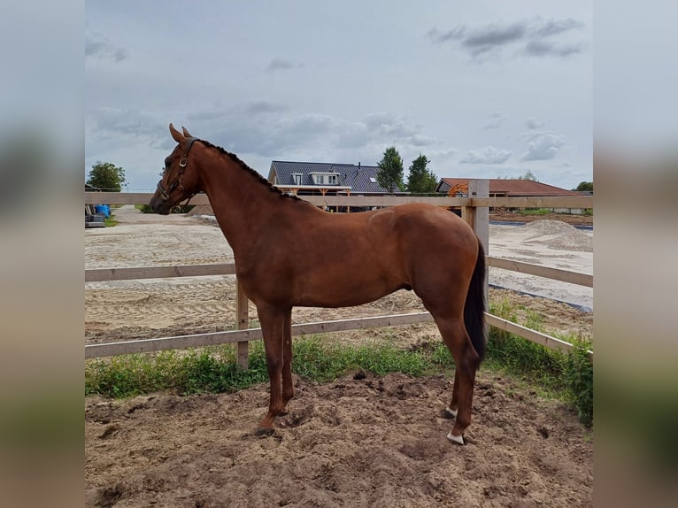 KWPN Caballo castrado 3 años 169 cm Alazán-tostado in Ommen