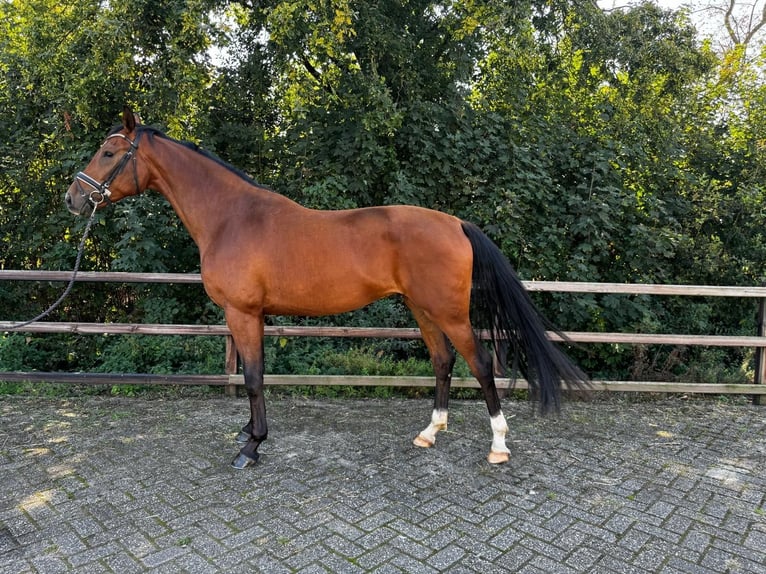 KWPN Caballo castrado 3 años 169 cm Castaño in Beugen