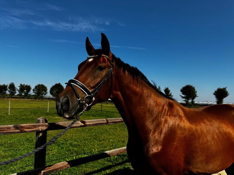 KWPN Caballo castrado 3 años 169 cm Castaño in Beugen