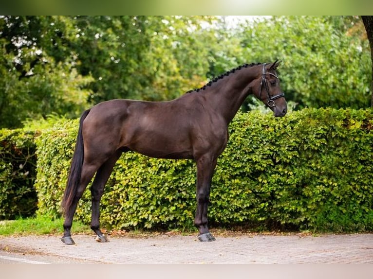 KWPN Caballo castrado 3 años 169 cm Castaño in Gieten