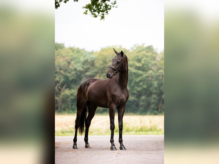 KWPN Caballo castrado 3 años 169 cm Castaño in Gieten