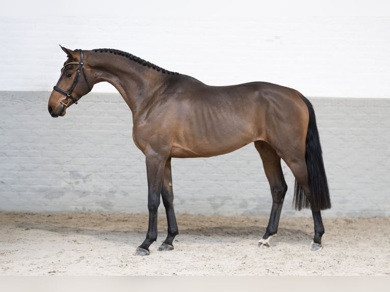 KWPN Caballo castrado 3 años 169 cm Castaño in Heerde