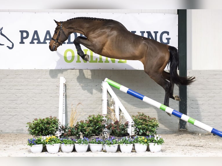 KWPN Caballo castrado 3 años 169 cm Castaño in Heerde