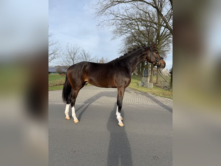KWPN Caballo castrado 3 años 169 cm Castaño oscuro in Emlichheim