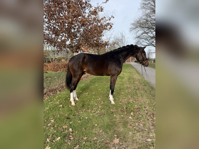 KWPN Caballo castrado 3 años 169 cm Castaño oscuro in Emlichheim