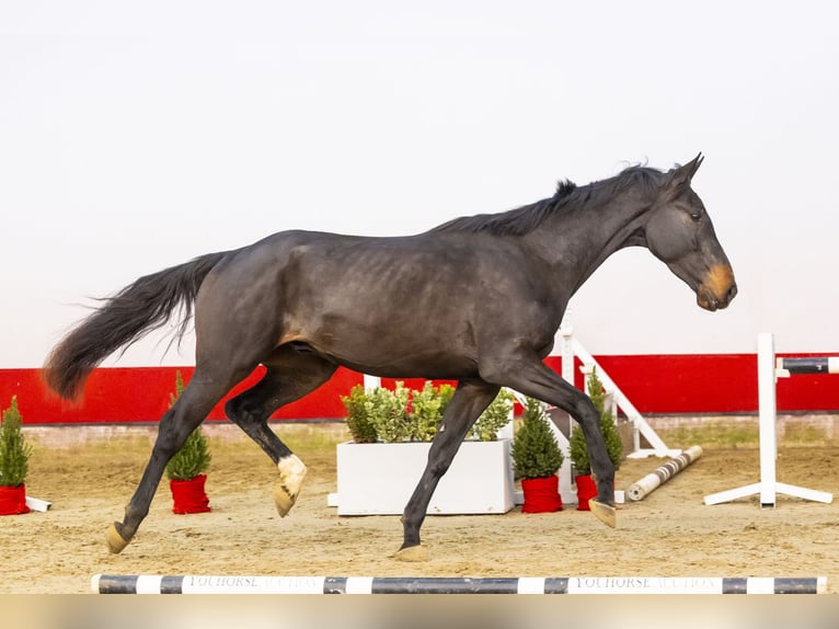 KWPN Caballo castrado 3 años 169 cm Castaño oscuro in Waddinxveen