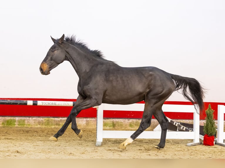 KWPN Caballo castrado 3 años 169 cm Castaño oscuro in Waddinxveen