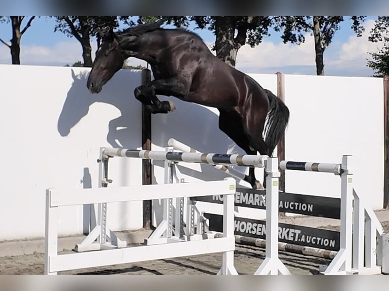 KWPN Caballo castrado 3 años 169 cm Morcillo in Waddinxveen