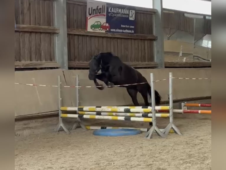 KWPN Caballo castrado 3 años 169 cm Negro in Dielheim