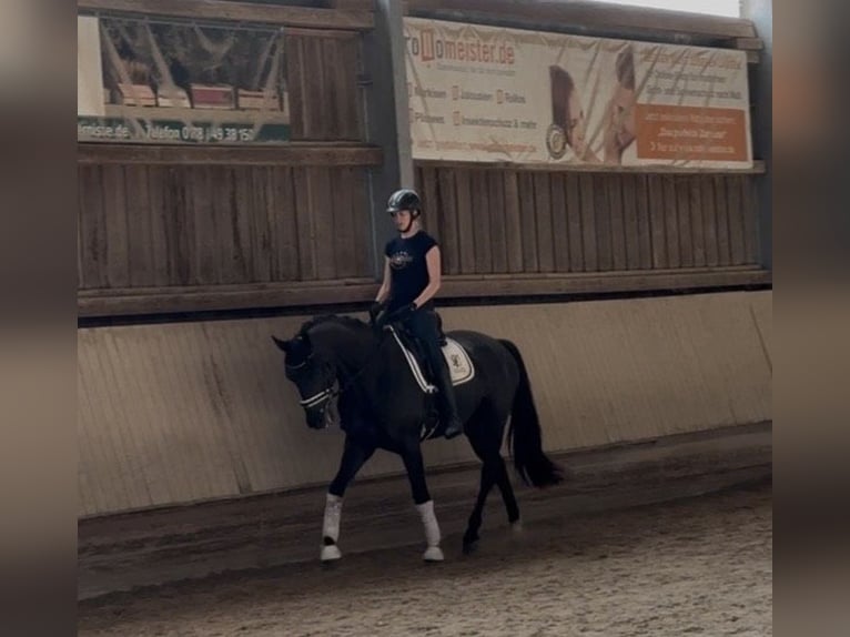 KWPN Caballo castrado 3 años 169 cm Negro in Dielheim