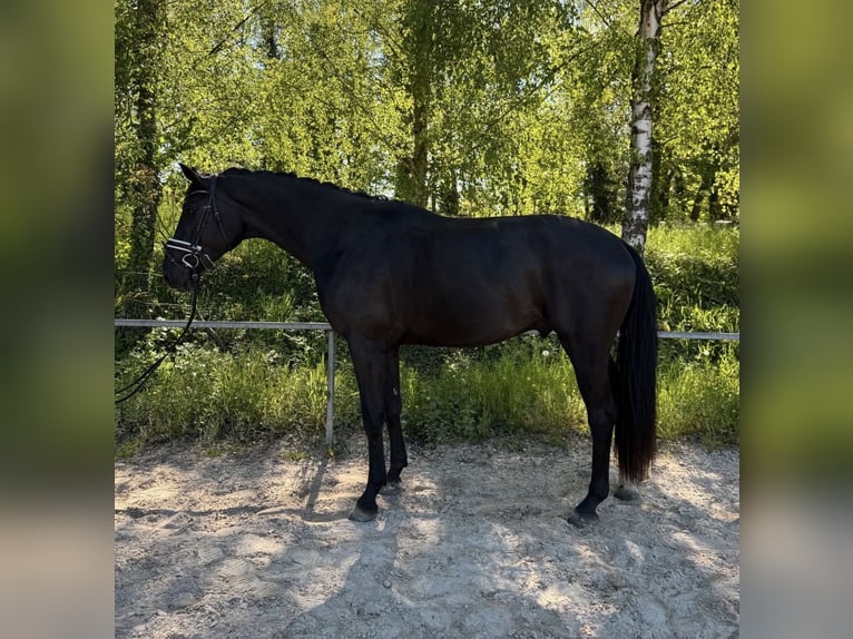 KWPN Caballo castrado 3 años 169 cm Negro in Dielheim
