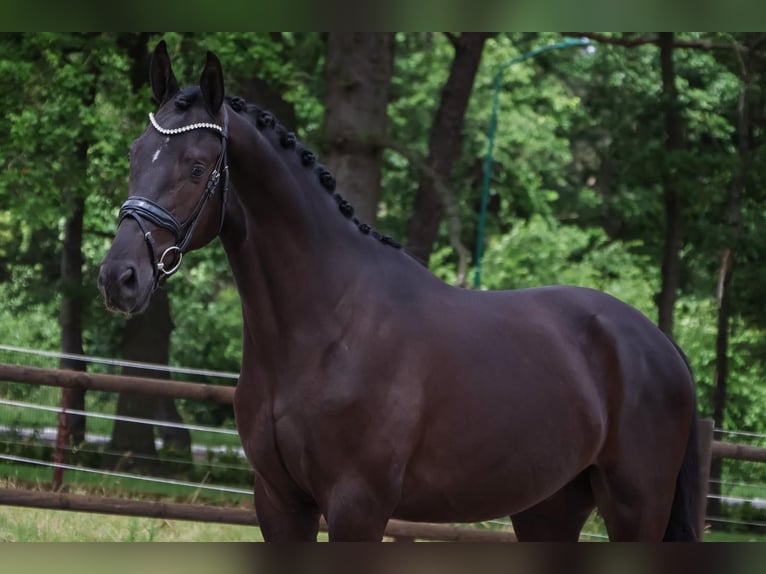 KWPN Caballo castrado 3 años 169 cm Negro in Loon op Zand