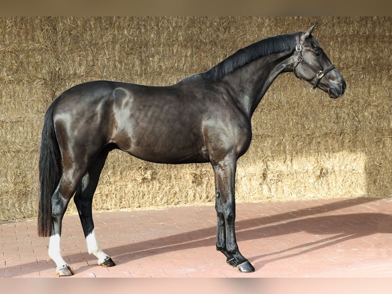 KWPN Caballo castrado 3 años 169 cm Negro in Moergestel