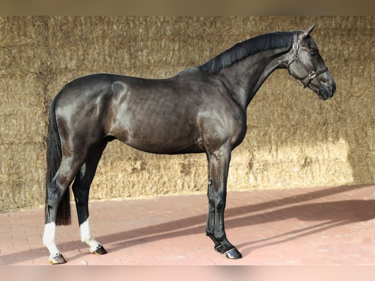 KWPN Caballo castrado 3 años 169 cm Negro in Moergestel