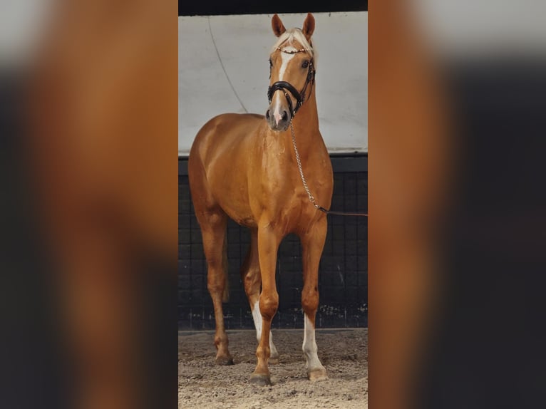 KWPN Caballo castrado 3 años 169 cm Palomino in Someren