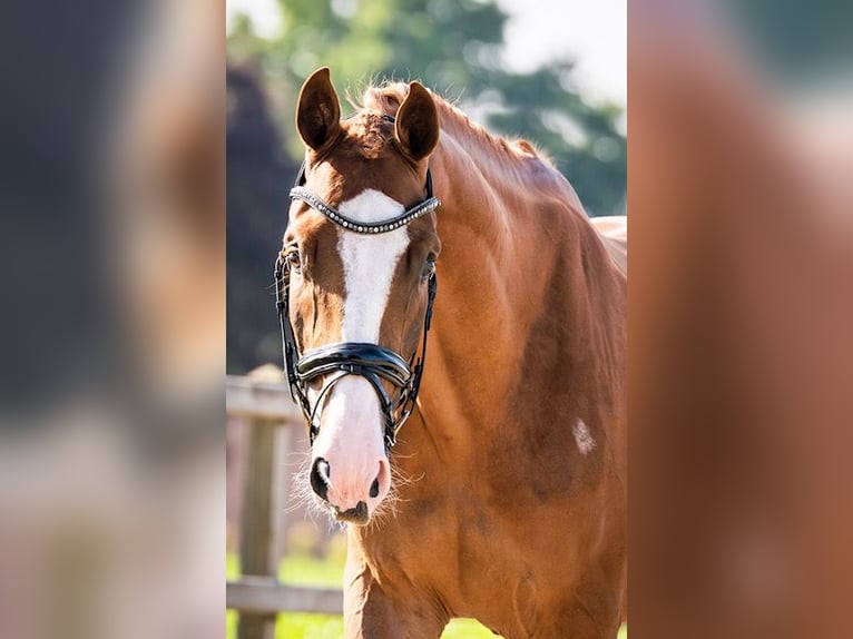 KWPN Caballo castrado 3 años 170 cm Alazán in Gemonde