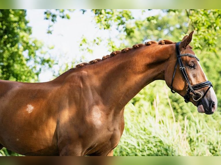 KWPN Caballo castrado 3 años 170 cm Alazán in Gemonde