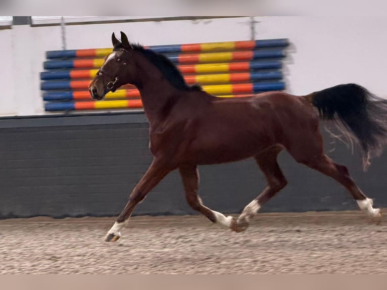 KWPN Caballo castrado 3 años 170 cm Alazán in Someren