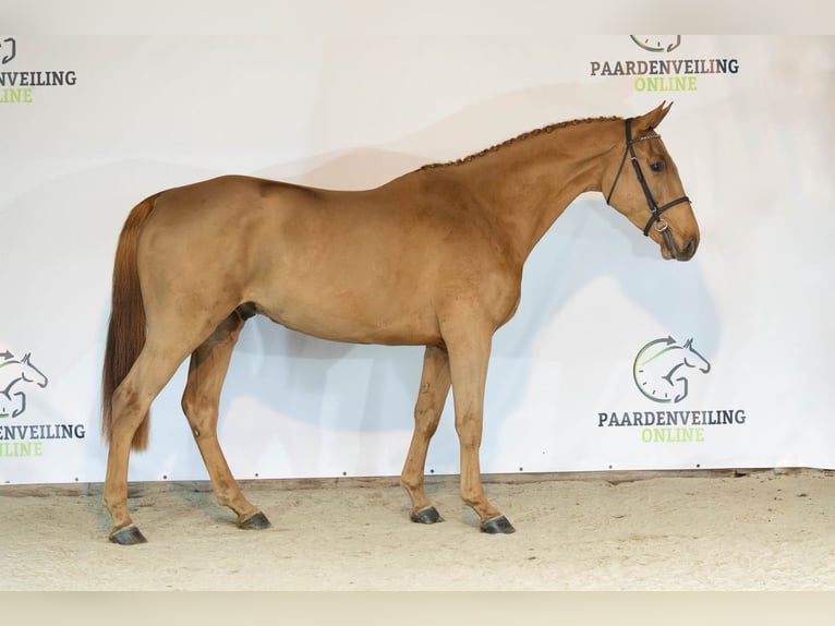 KWPN Caballo castrado 3 años 170 cm Alazán-tostado in Heerde
