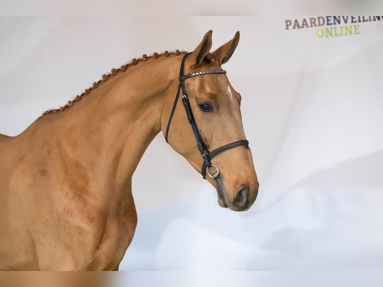 KWPN Caballo castrado 3 años 170 cm Alazán-tostado in Heerde