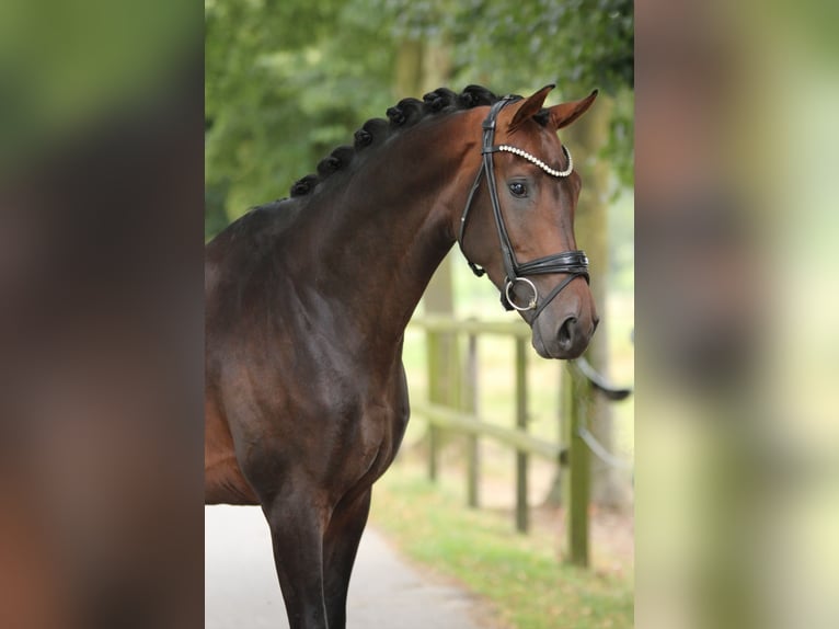 KWPN Caballo castrado 3 años 170 cm Castaño in Xanten