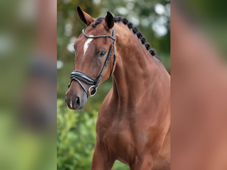 KWPN Caballo castrado 3 años 170 cm Castaño in Weert