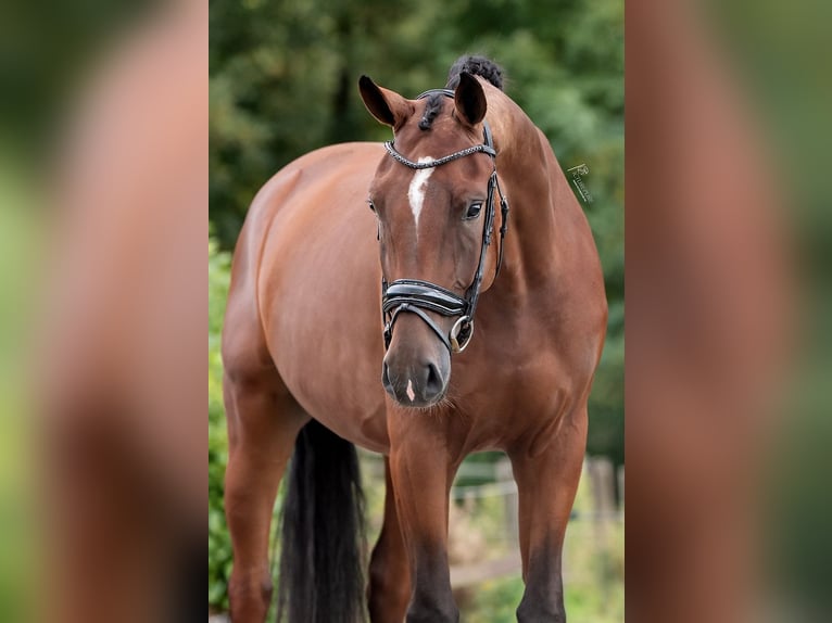 KWPN Caballo castrado 3 años 170 cm Castaño in Weert