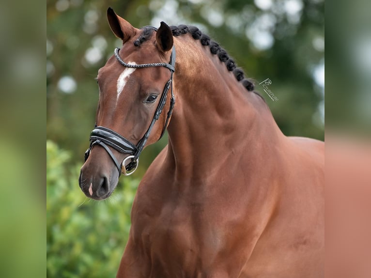 KWPN Caballo castrado 3 años 170 cm Castaño in Weert