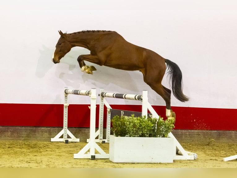 KWPN Caballo castrado 3 años 170 cm Castaño in Waddinxveen