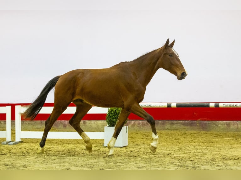 KWPN Caballo castrado 3 años 170 cm Castaño in Waddinxveen