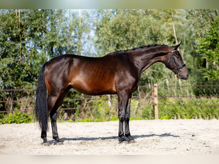 KWPN Caballo castrado 3 años 170 cm Castaño oscuro in Groningen