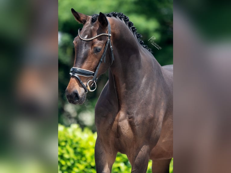 KWPN Caballo castrado 3 años 170 cm Castaño oscuro in Weert