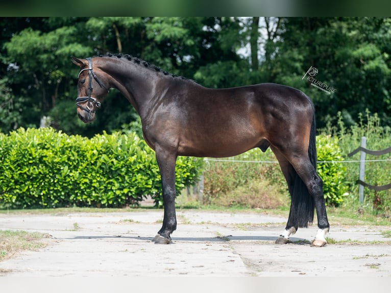 KWPN Caballo castrado 3 años 170 cm Castaño oscuro in Weert