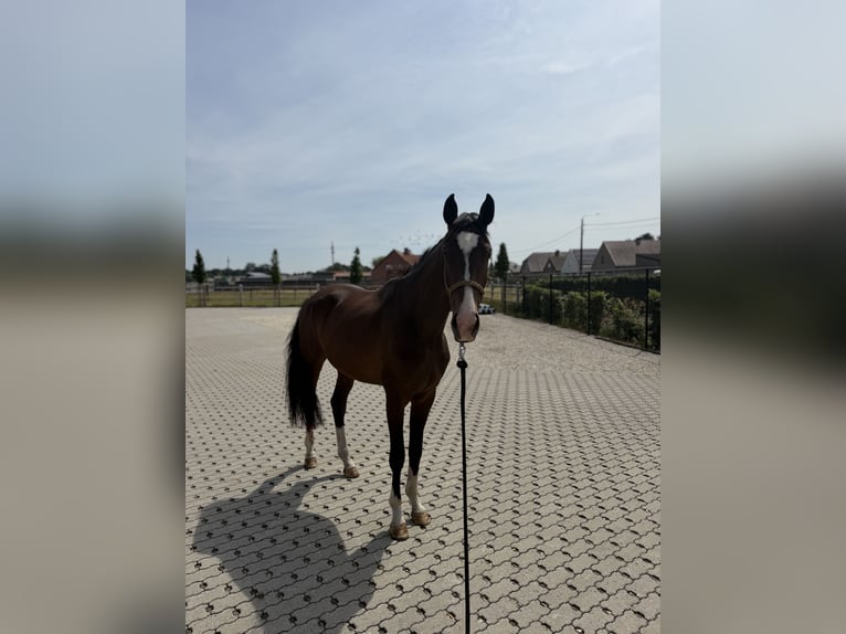 KWPN Caballo castrado 3 años 170 cm Castaño oscuro in Westerlo