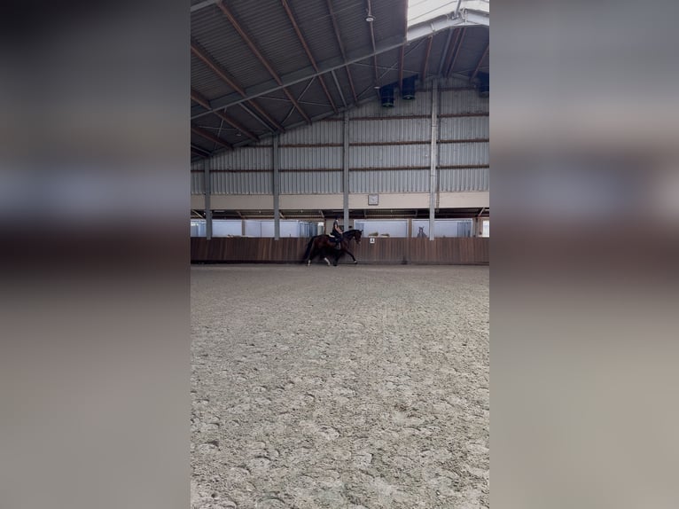 KWPN Caballo castrado 3 años 170 cm Castaño oscuro in Westerlo