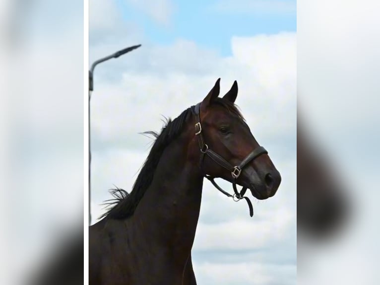 KWPN Caballo castrado 3 años 170 cm Morcillo in Rijsenhout