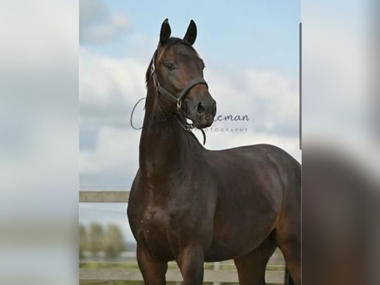 KWPN Caballo castrado 3 años 170 cm Morcillo in Rijsenhout