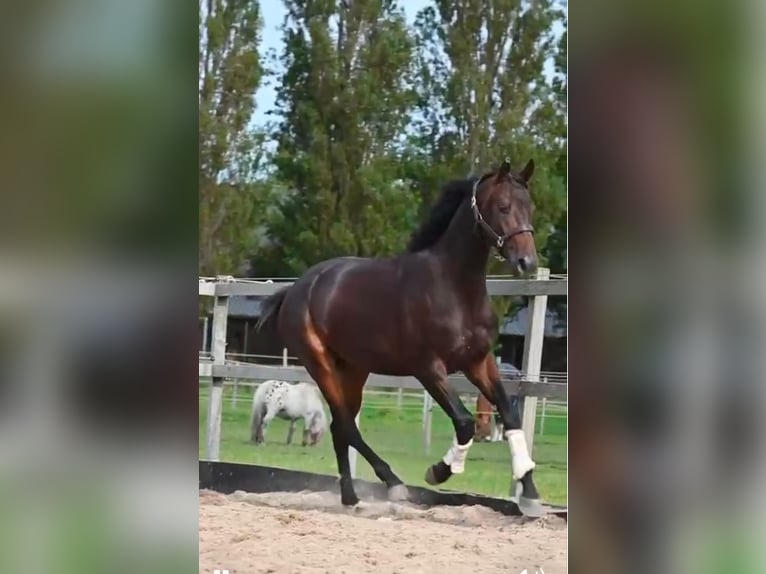 KWPN Caballo castrado 3 años 170 cm Morcillo in Rijsenhout