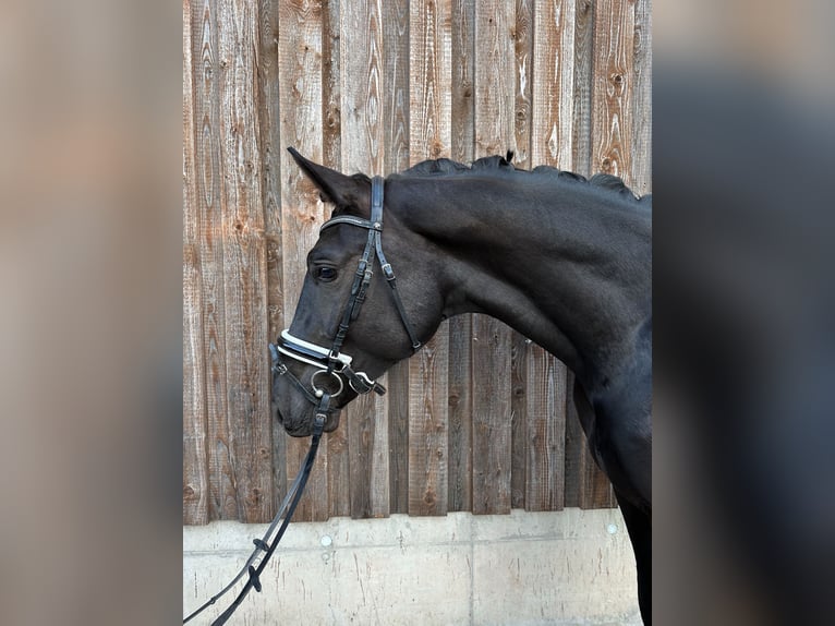 KWPN Caballo castrado 3 años 170 cm Negro in Bruchsal