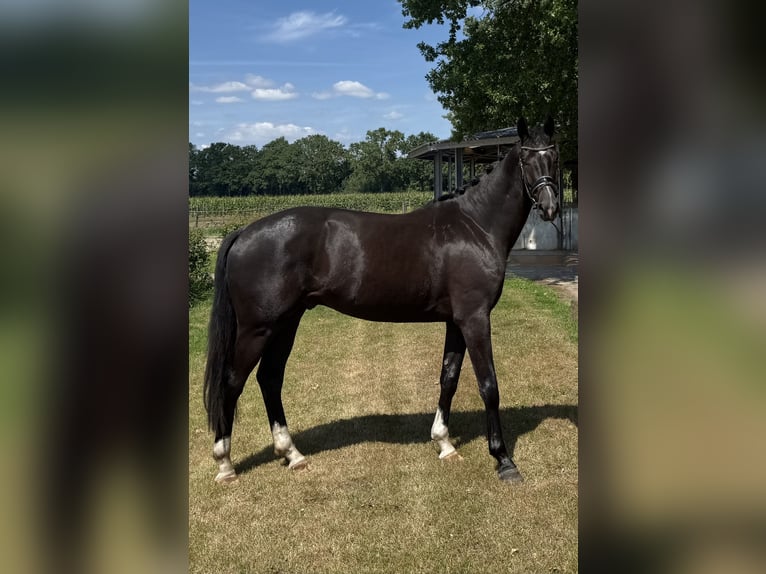 KWPN Caballo castrado 3 años 170 cm Negro in Haaksbergen