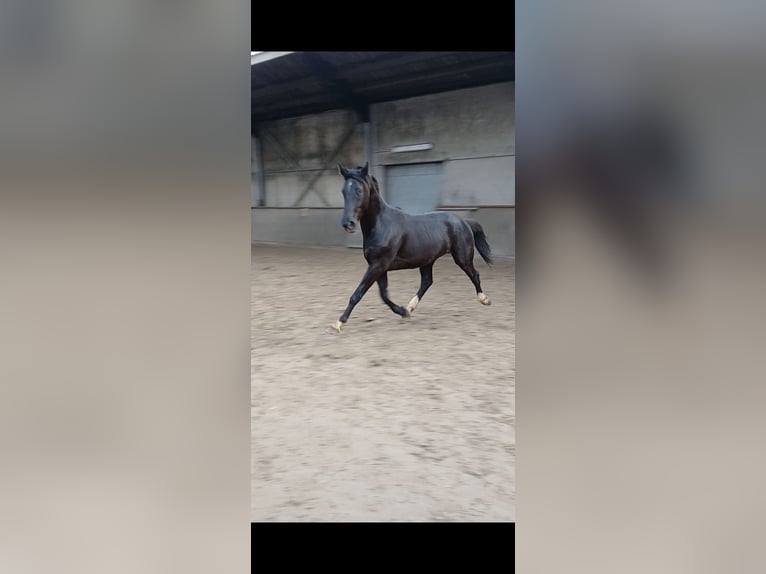 KWPN Caballo castrado 3 años 170 cm Negro in Lokeren