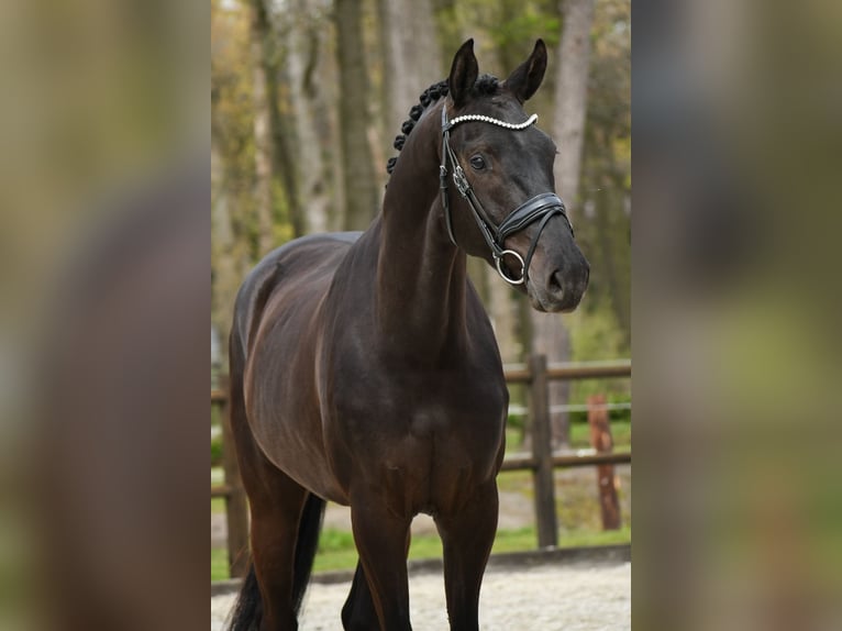 KWPN Caballo castrado 3 años 170 cm Negro in Loon op Zand