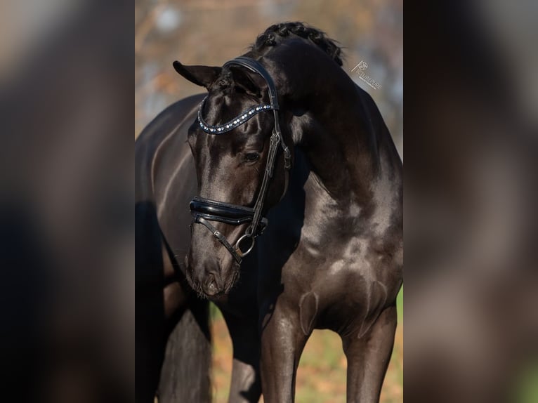 KWPN Caballo castrado 3 años 170 cm Negro in Peer