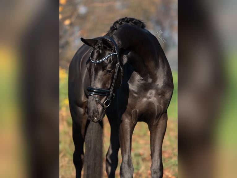 KWPN Caballo castrado 3 años 170 cm Negro in Peer