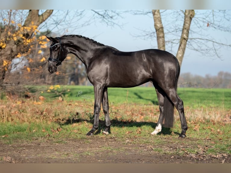 KWPN Caballo castrado 3 años 170 cm Negro in Peer
