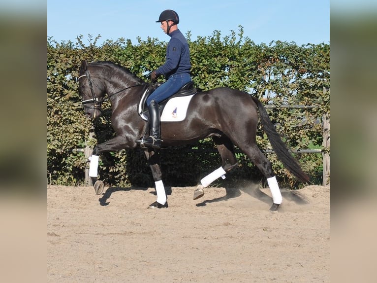 KWPN Caballo castrado 3 años 170 cm Negro in Prinsenbeek